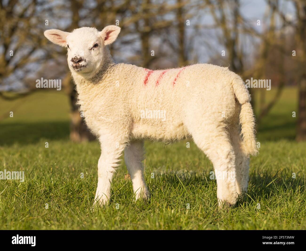 Spring lambs in green grass field hires stock photography and images