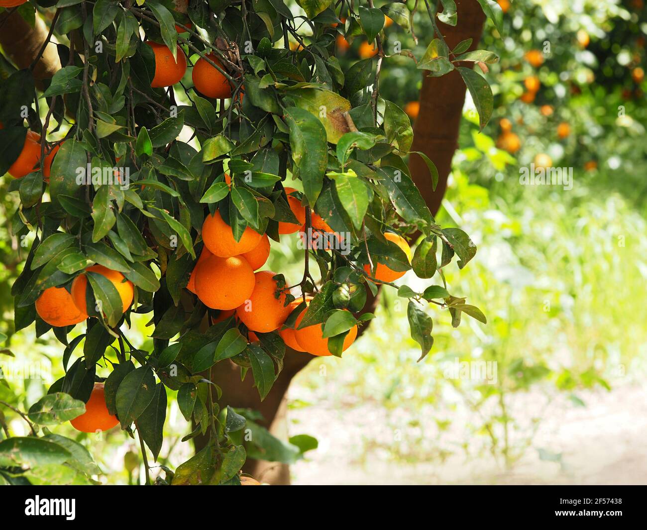Ripe tangerines on a citrus plantation in Israel. Stock Photo