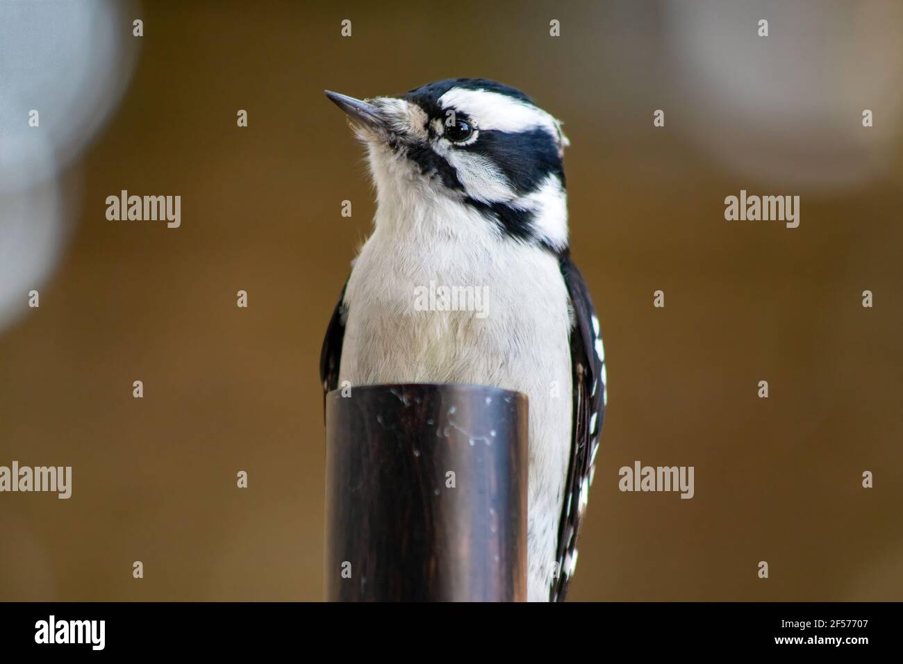 Female Downy Woodpecker perched on a backyard umbrella pole with a blurred brownish background Stock Photo