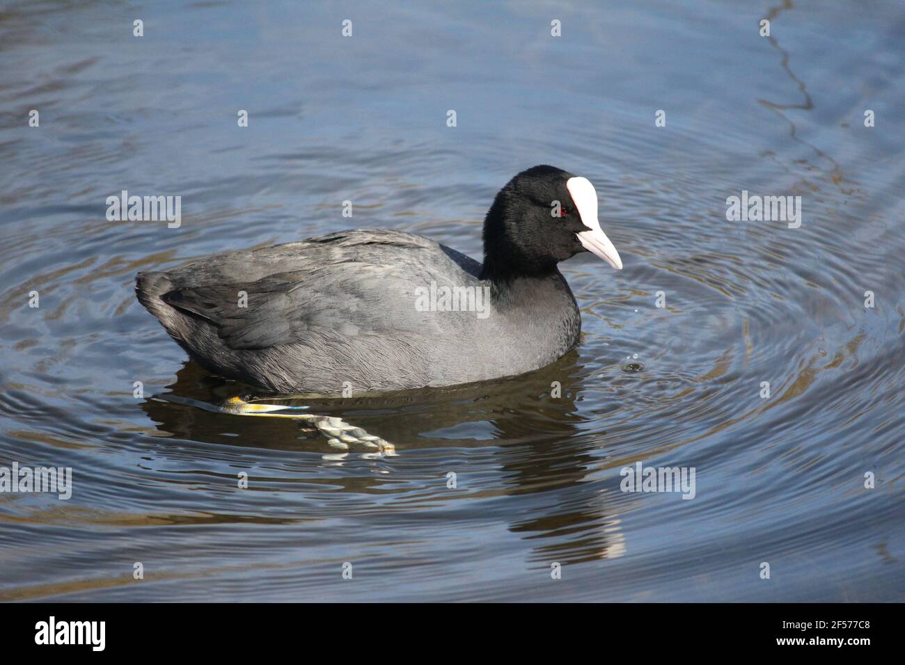 Eurasian coot in citypark Staddijk in Nijmegen, the Netherlands Stock Photo