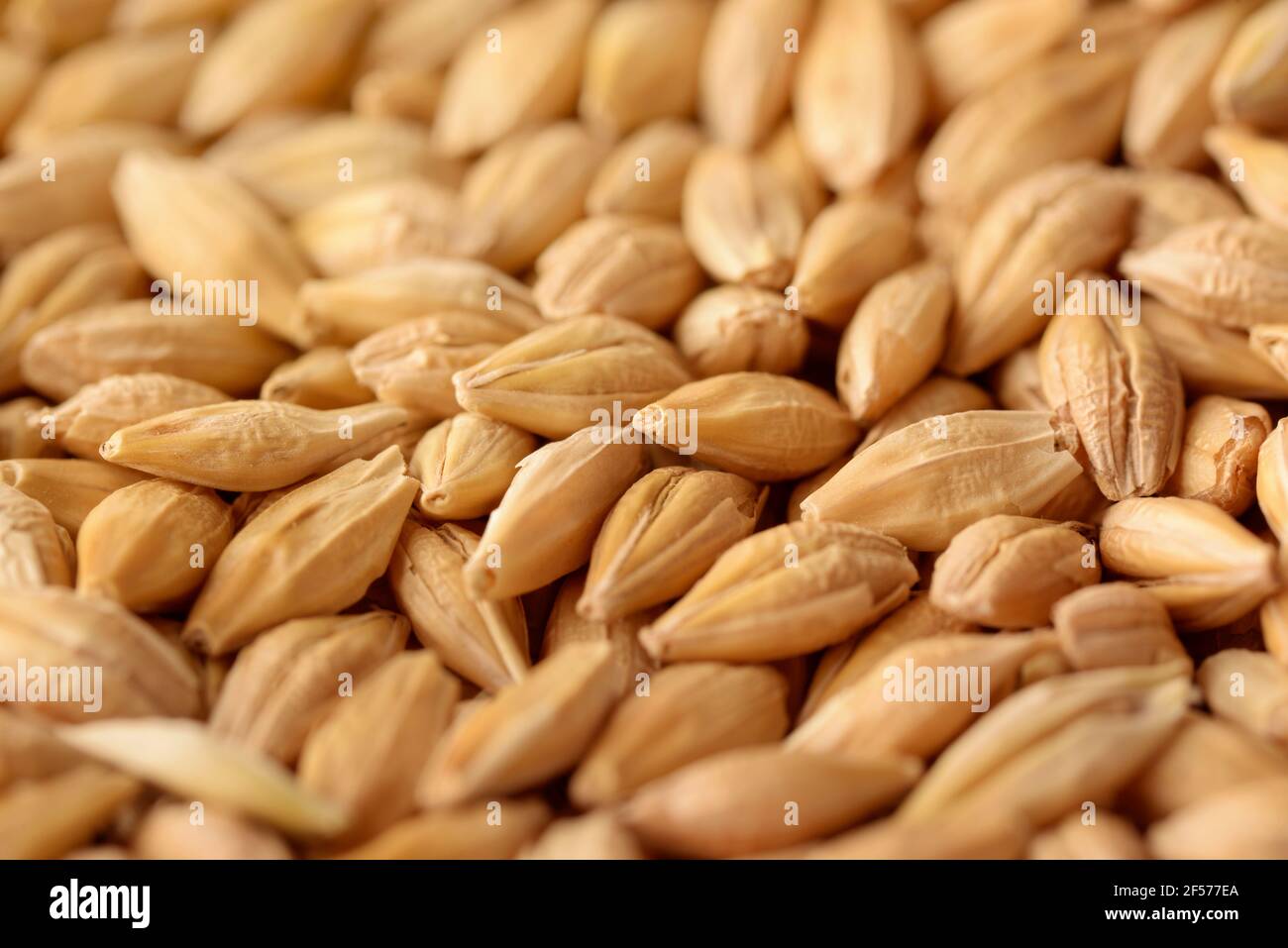 Close up of unhulled  whole grain barley background Stock Photo