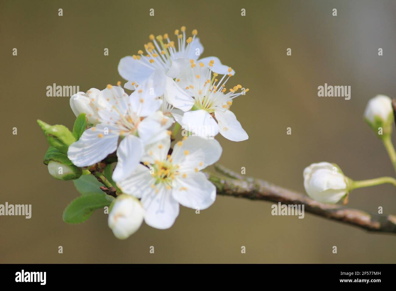 Prunus mahaleb in citypark Staddijk in Nijmegen, the Netherlands Stock Photo