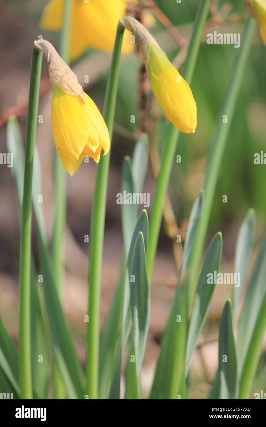 Daffodil in citypark Staddijk in Nijmegen the Netherlands Stock Photo