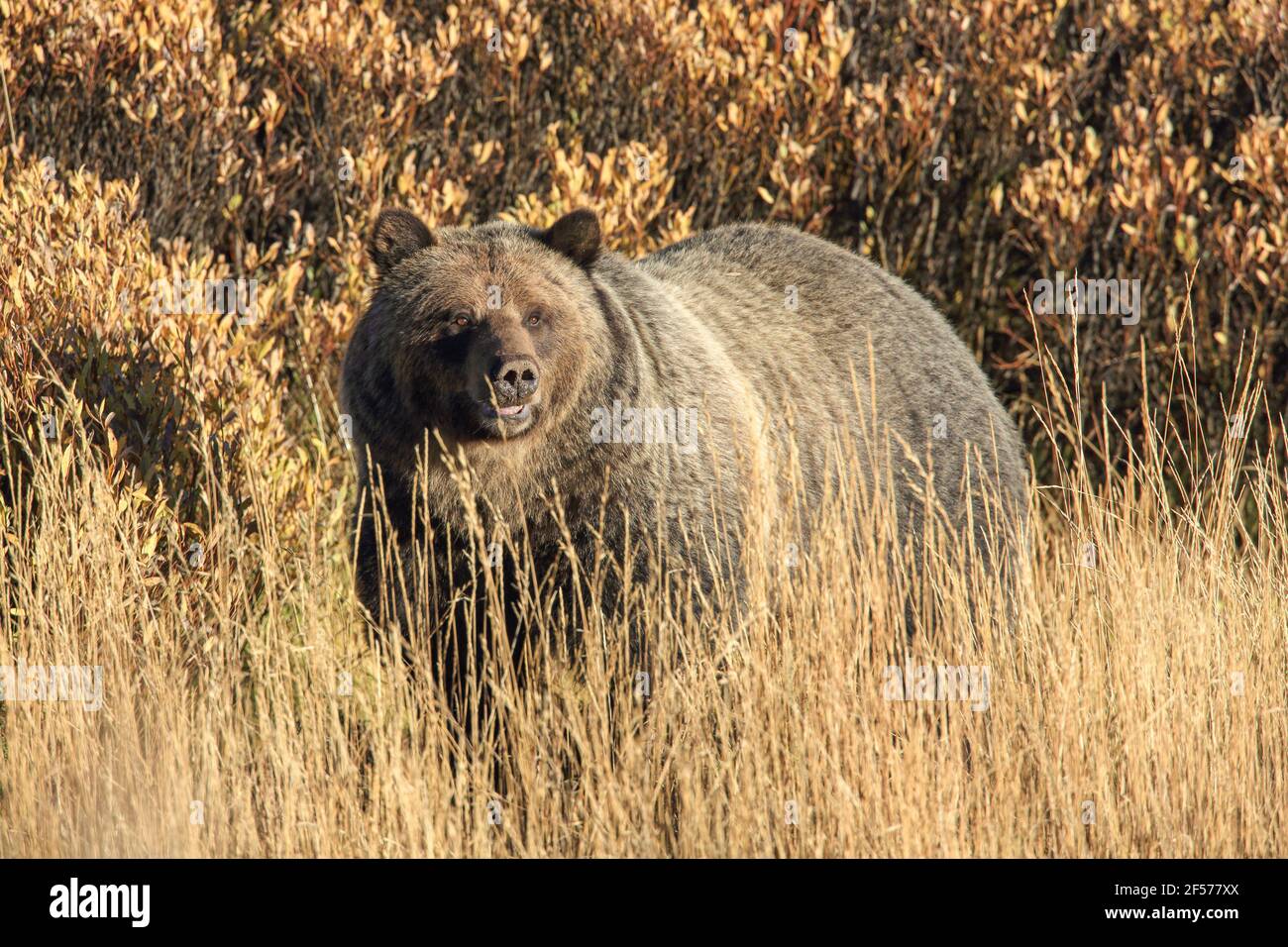 Grizzly bear in autumn habitat Stock Photo