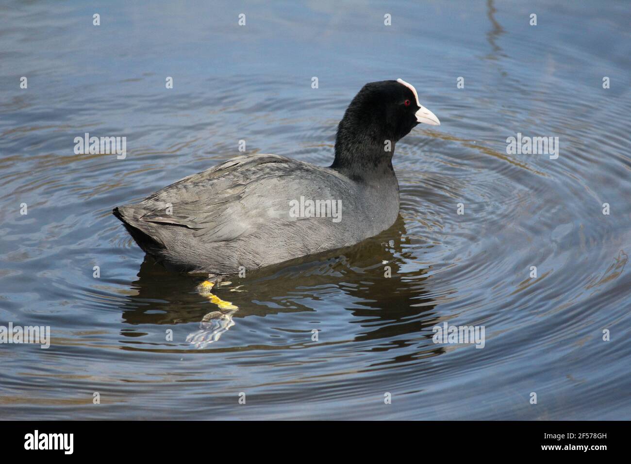 Eurasian coot in citypark Staddijk in Nijmegen, the Netherlands Stock Photo