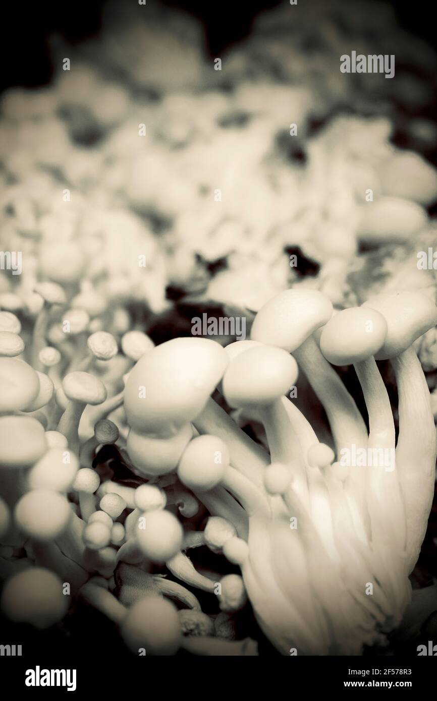 Shimeji mushroom or White beech mushrooms in bunch.  Shallow depth of focus. Stock Photo