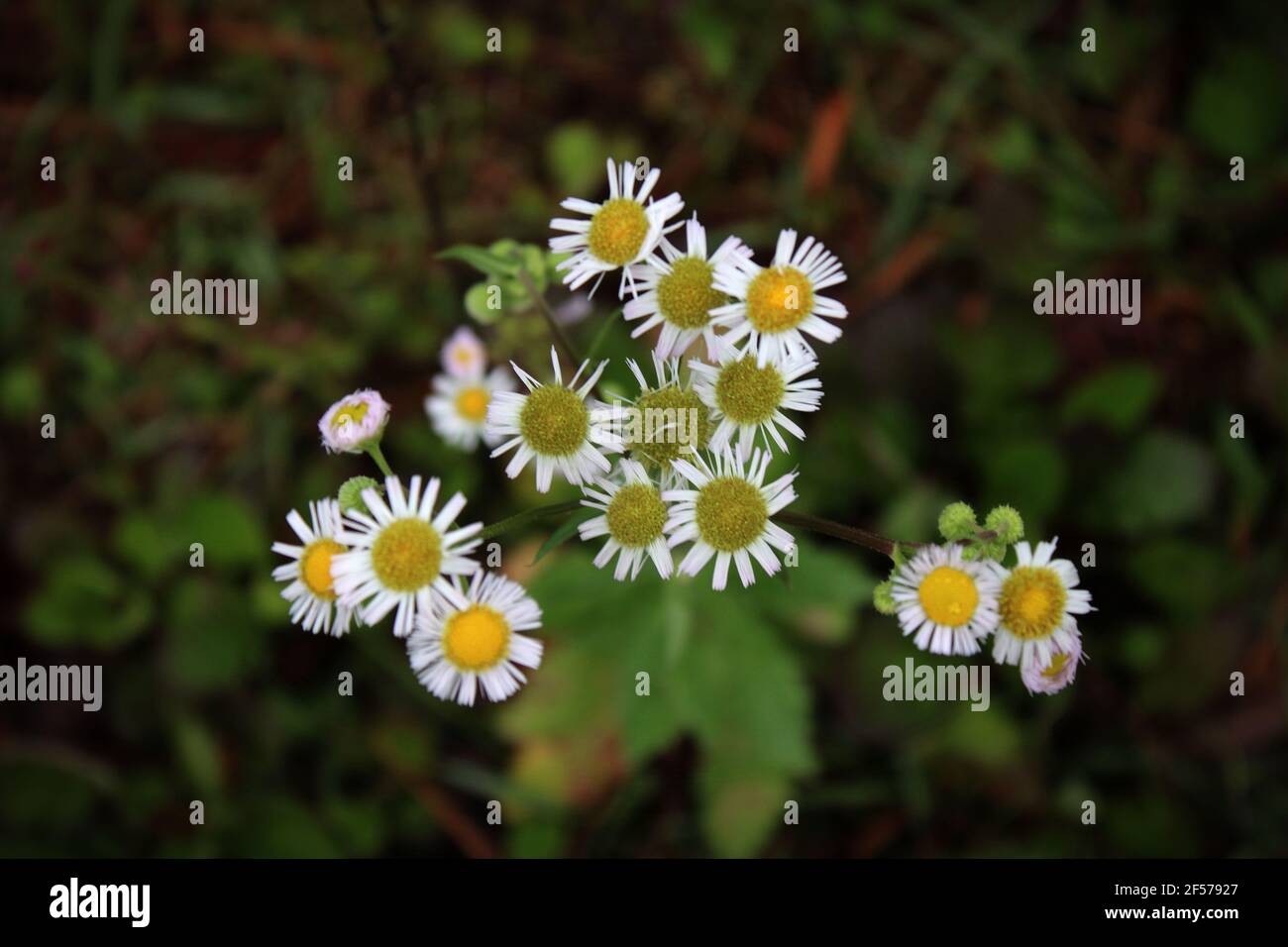 a bunch of tiny daisies in vignette on blurred background Stock Photo