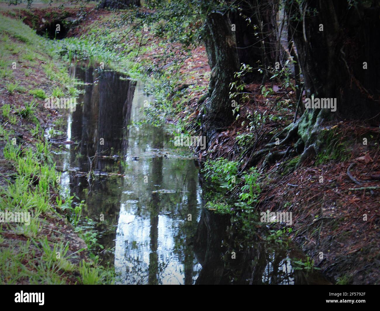 still water reflecting tree trunks in a drainage ditch Stock Photo