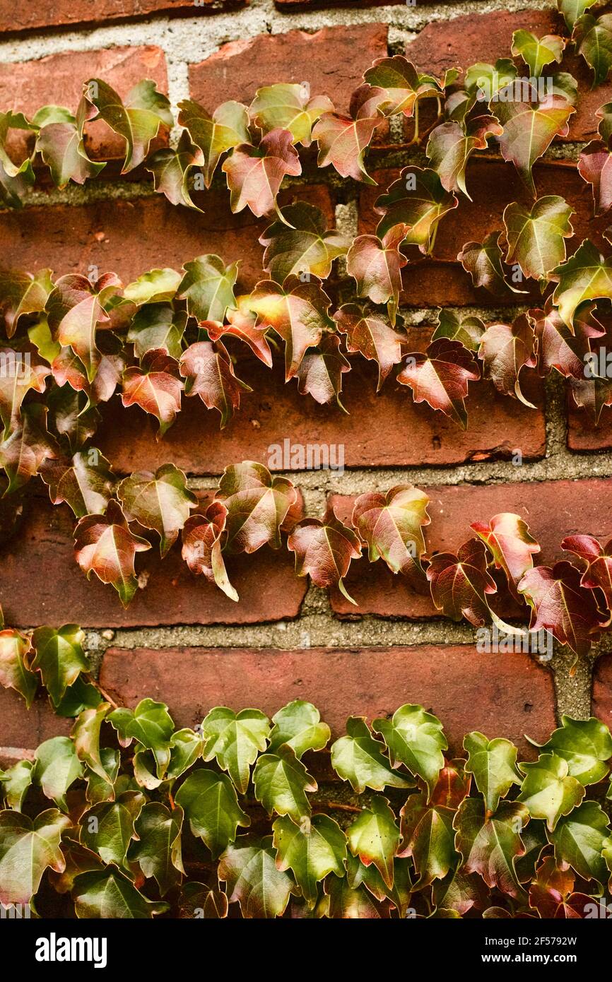Fall Ivy growing on a brick wall in Shelburne Falls, MA, USA Stock Photo