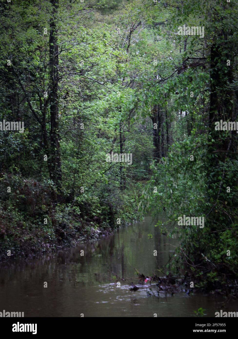 still creek water within the forest in soft focus Stock Photo