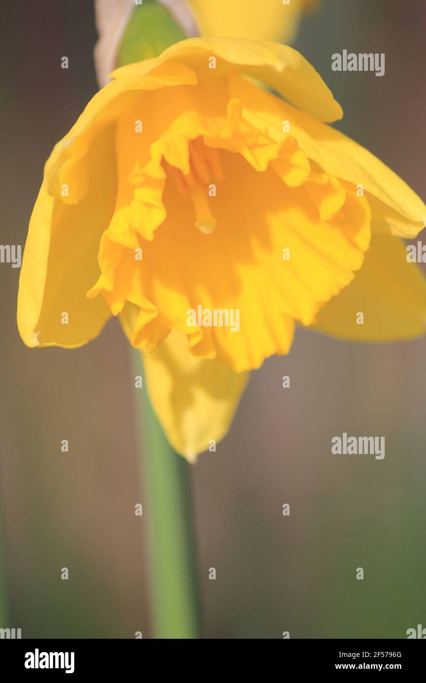 Daffodils in citypark Staddijk in Nijmegen, the Netherlands Stock Photo