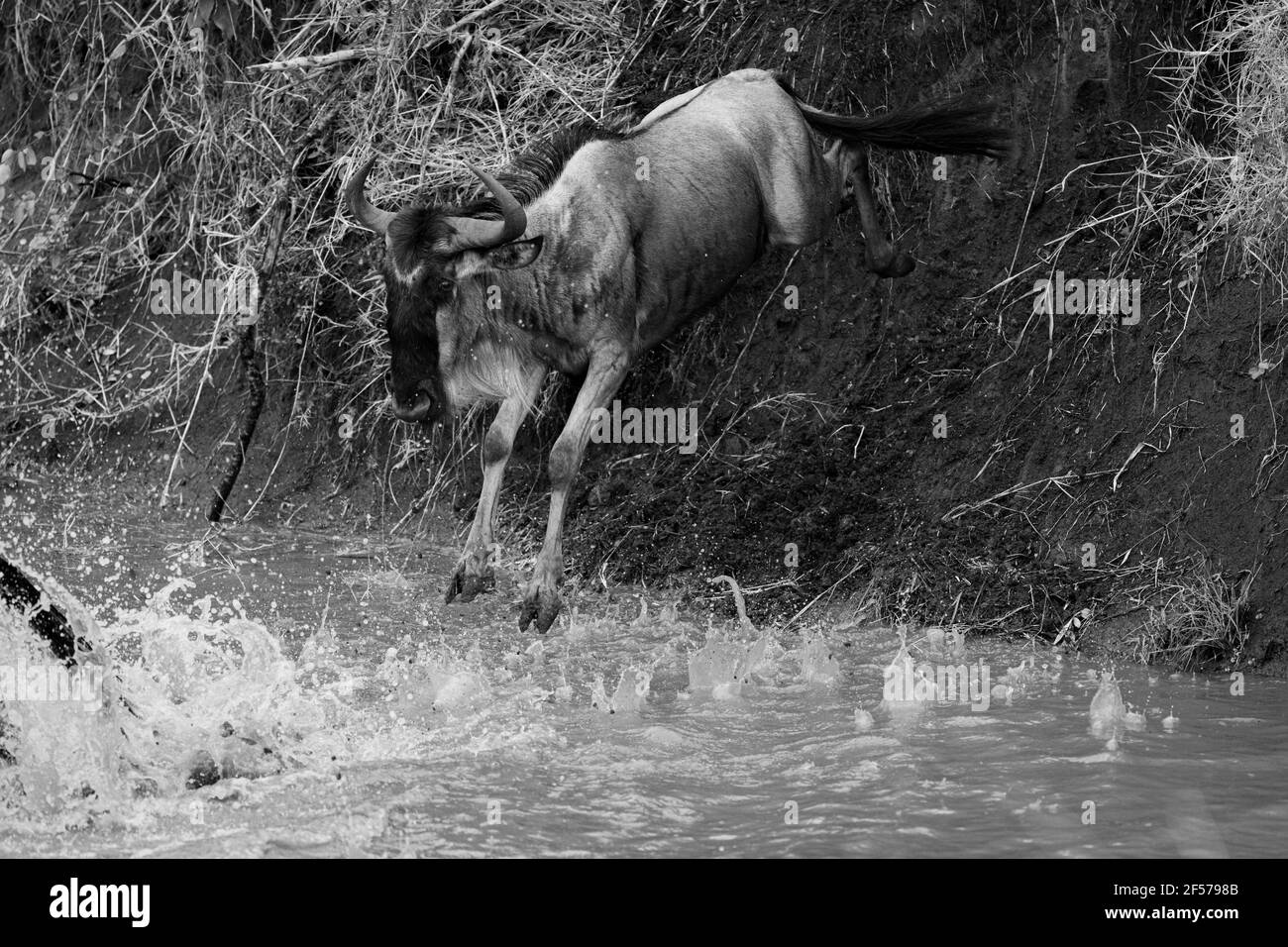 Closeup grayscale shot of a wildebeest crossing the river during migration Stock Photo
