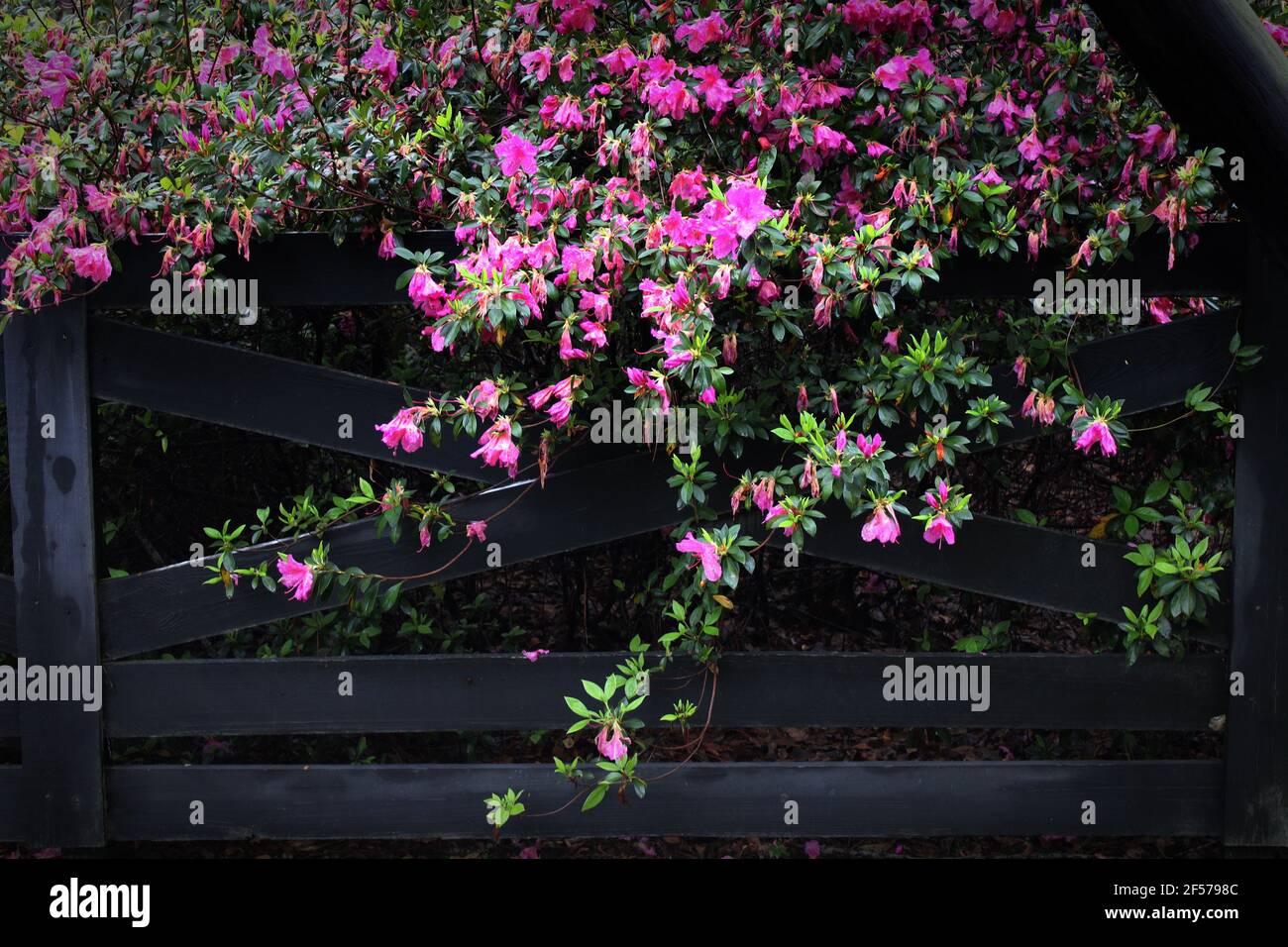 pink flowers tumble over a rustic black fence Stock Photo