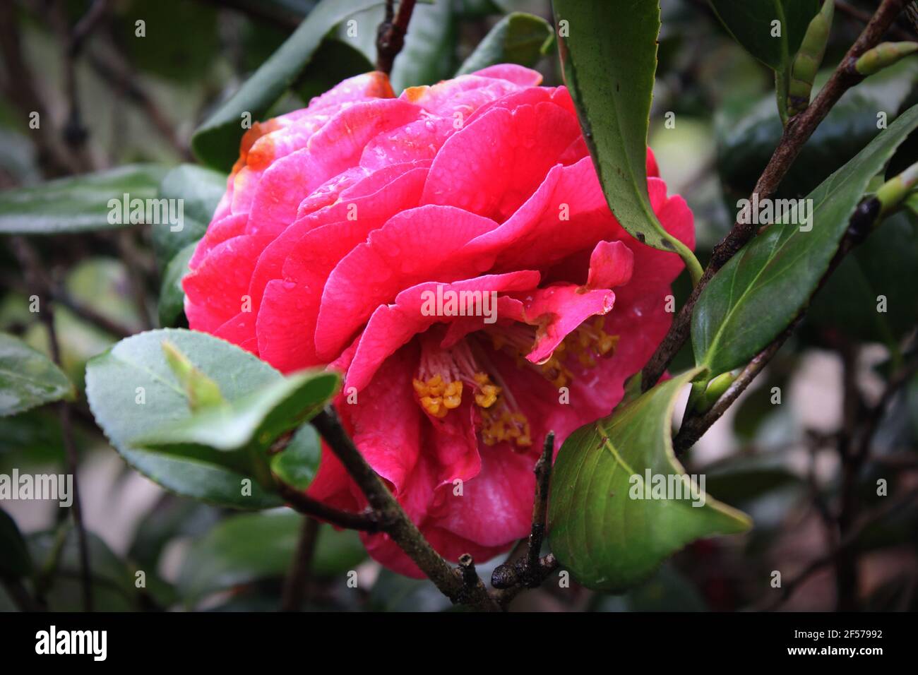 this red camellia has begun to nod off Stock Photo