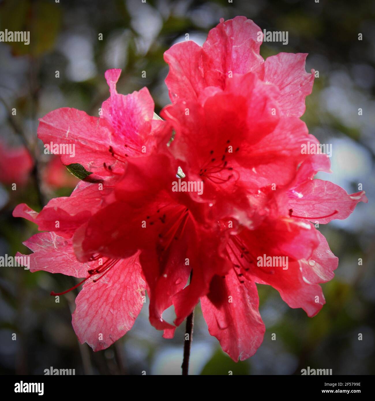 a partially backlit bunch of red azaleas Stock Photo