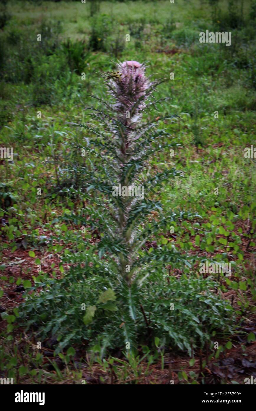 a tall thistle stands in a small field Stock Photo