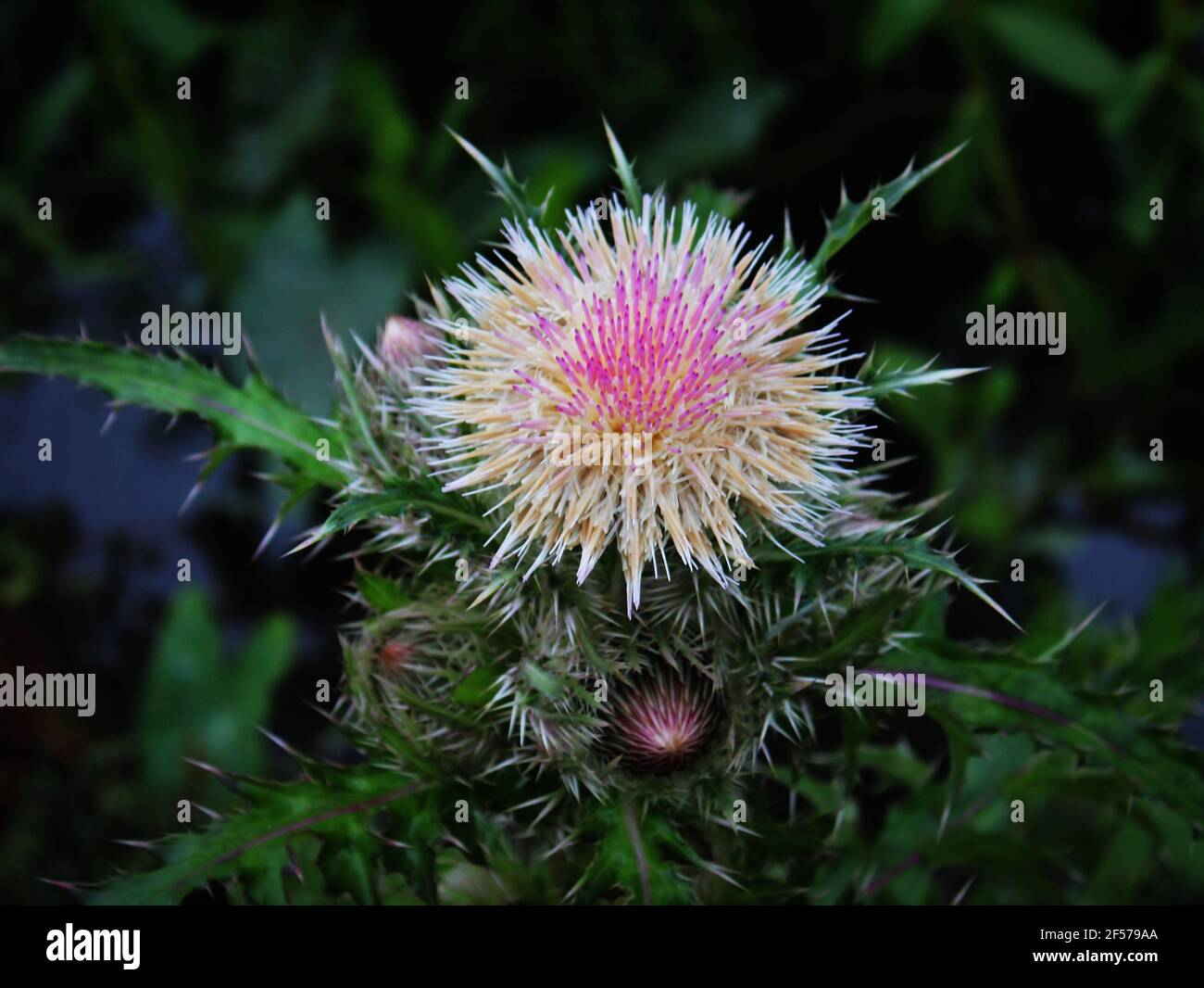 a pink and white thistle has bloomed Stock Photo
