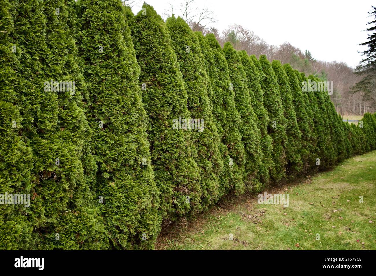 A long garden hedge of evergreen shrubs with no people. Strong perspective in this horizontal photograph Stock Photo