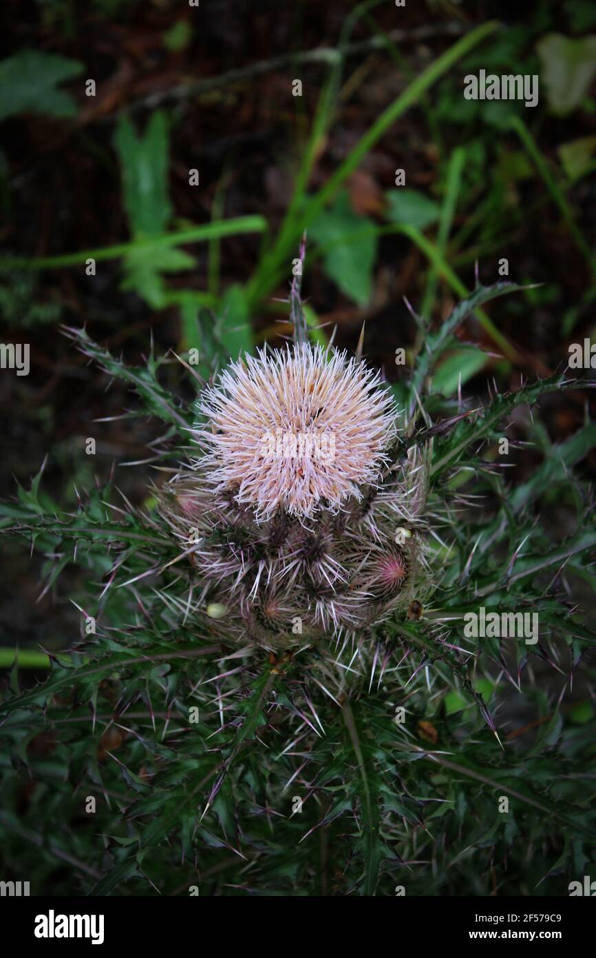 a white thistle among green leaves Stock Photo