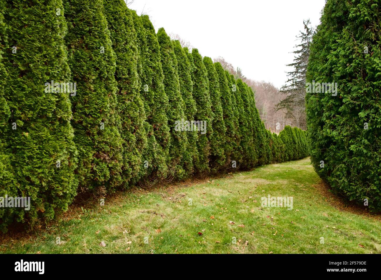 A long garden hedge of evergreen shrubs with no people. Strong perspective in this horizontal photograph Stock Photo