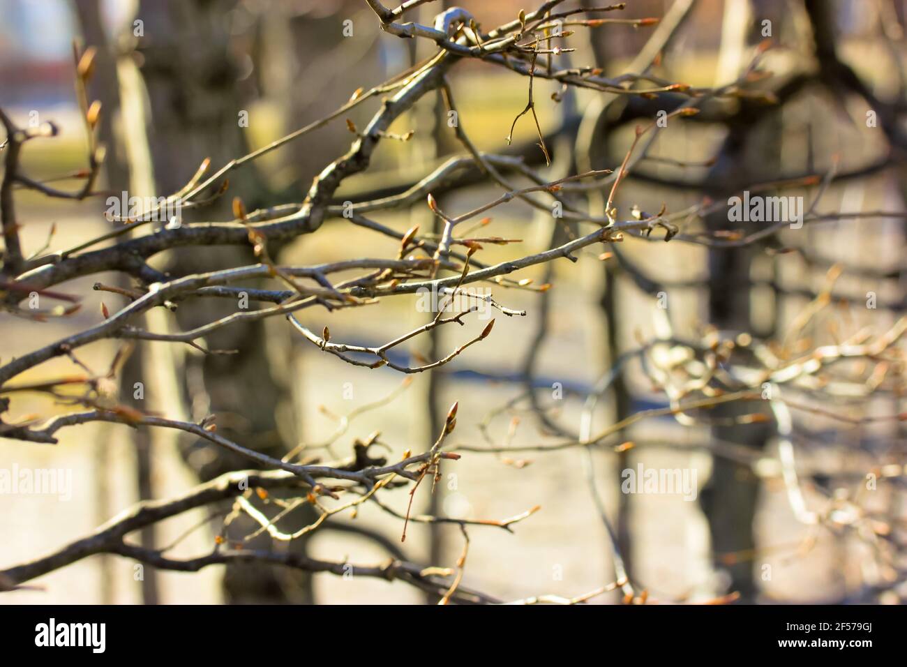 Curly tree branch texture in dark warm shade palette. Autumn bare tree ...