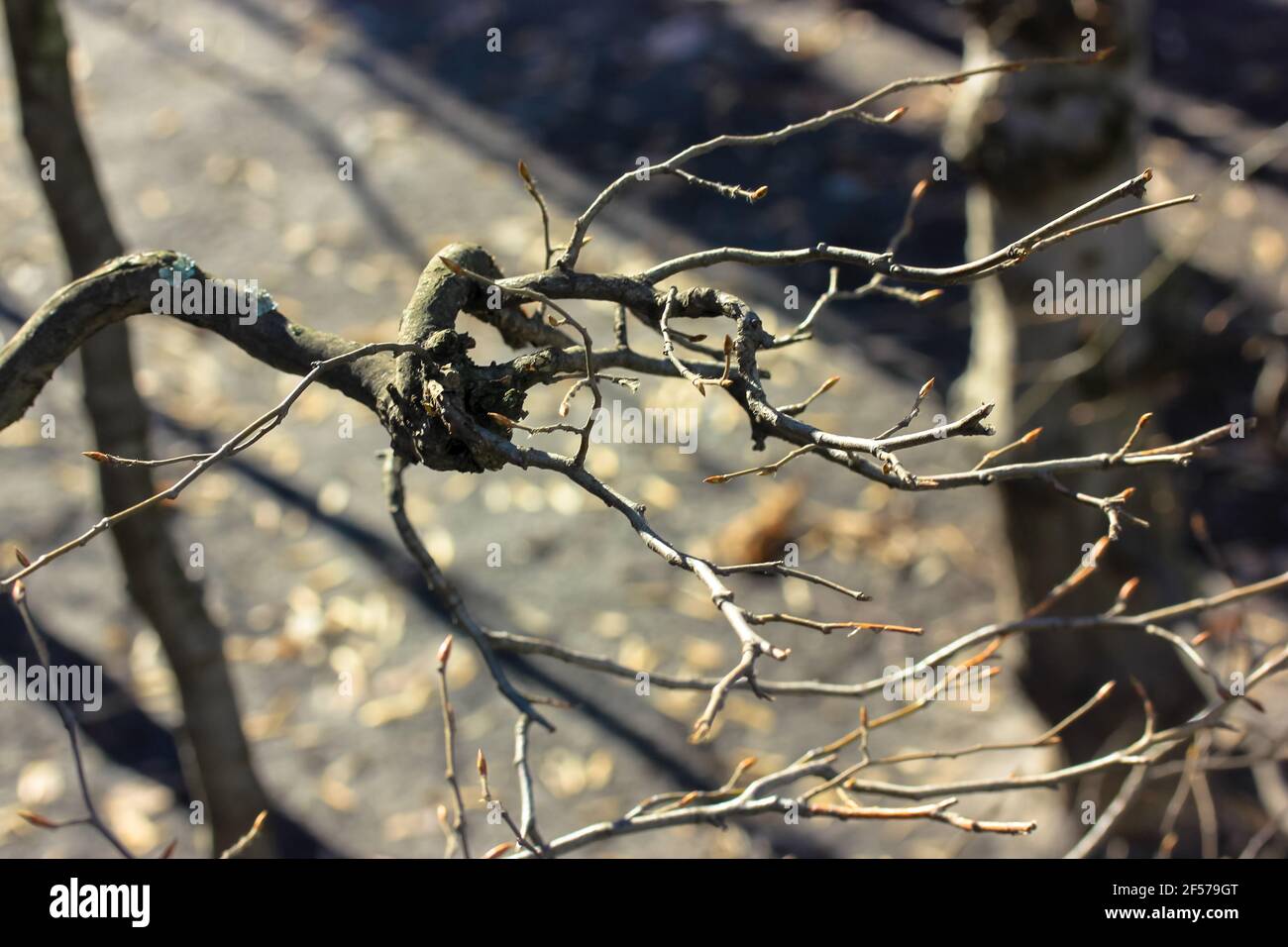 Curly tree branch texture in dark warm shade palette. Autumn bare tree ...