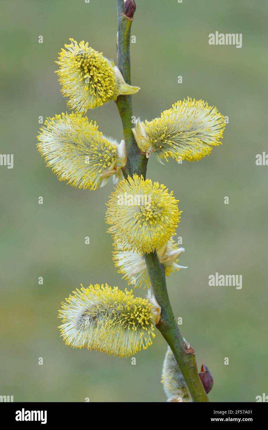 Vertical shot of a great sallow Salix caprea with golden pollen in the springtime Stock Photo