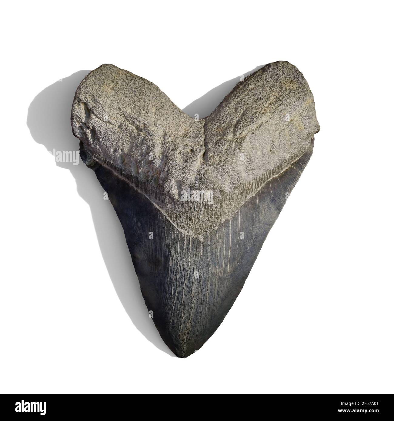 Megalodon shark tooth fossilized, isolated with shadow on white background Stock Photo