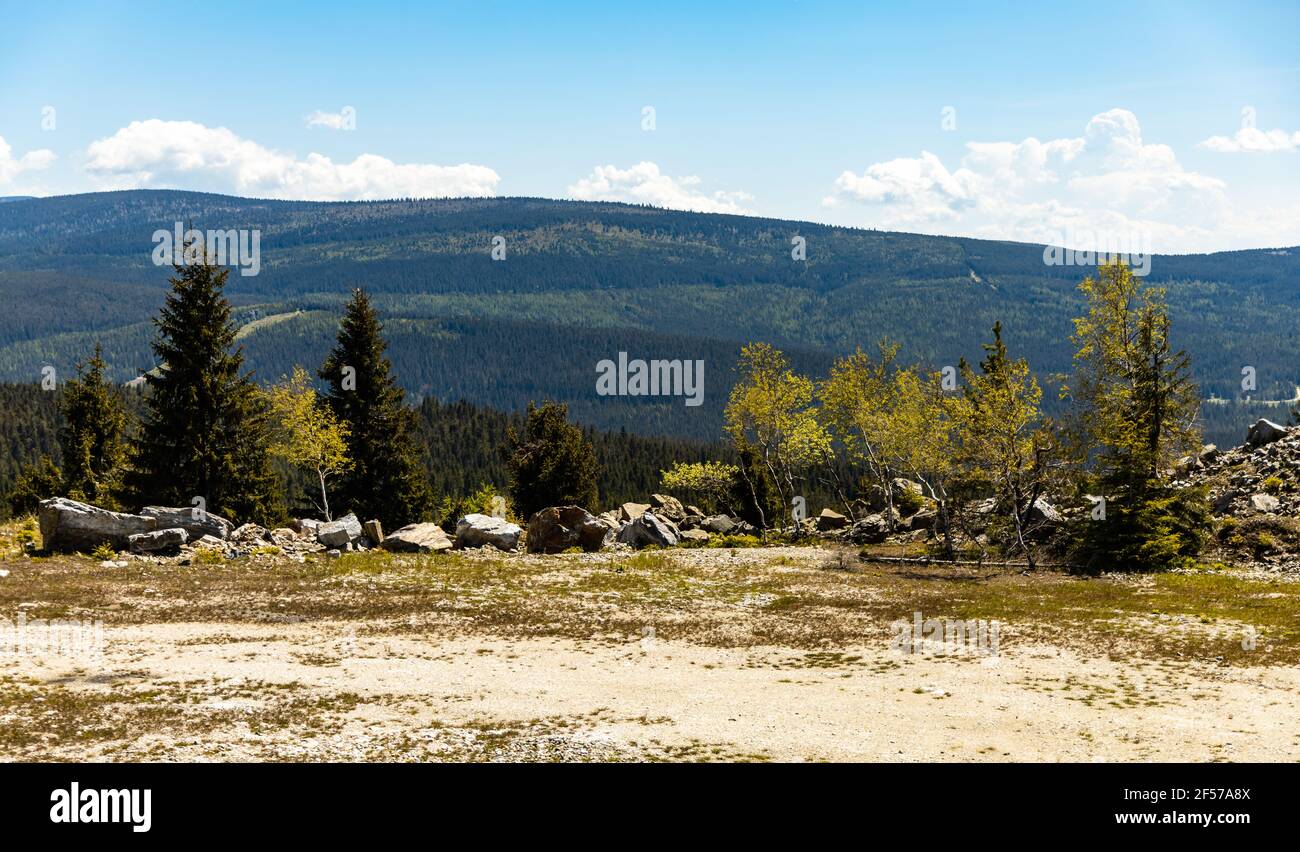 Green Square With Small Trees And Bushes Around In Jizera Mountains green-square-with-small-trees-and-bushes-around-in-jizera-mountains