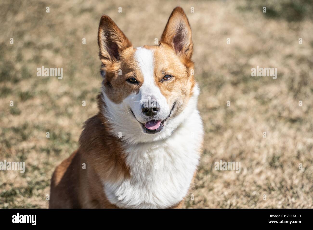Adorable corgi dog seems to be smiling at the camera. Stock Photo
