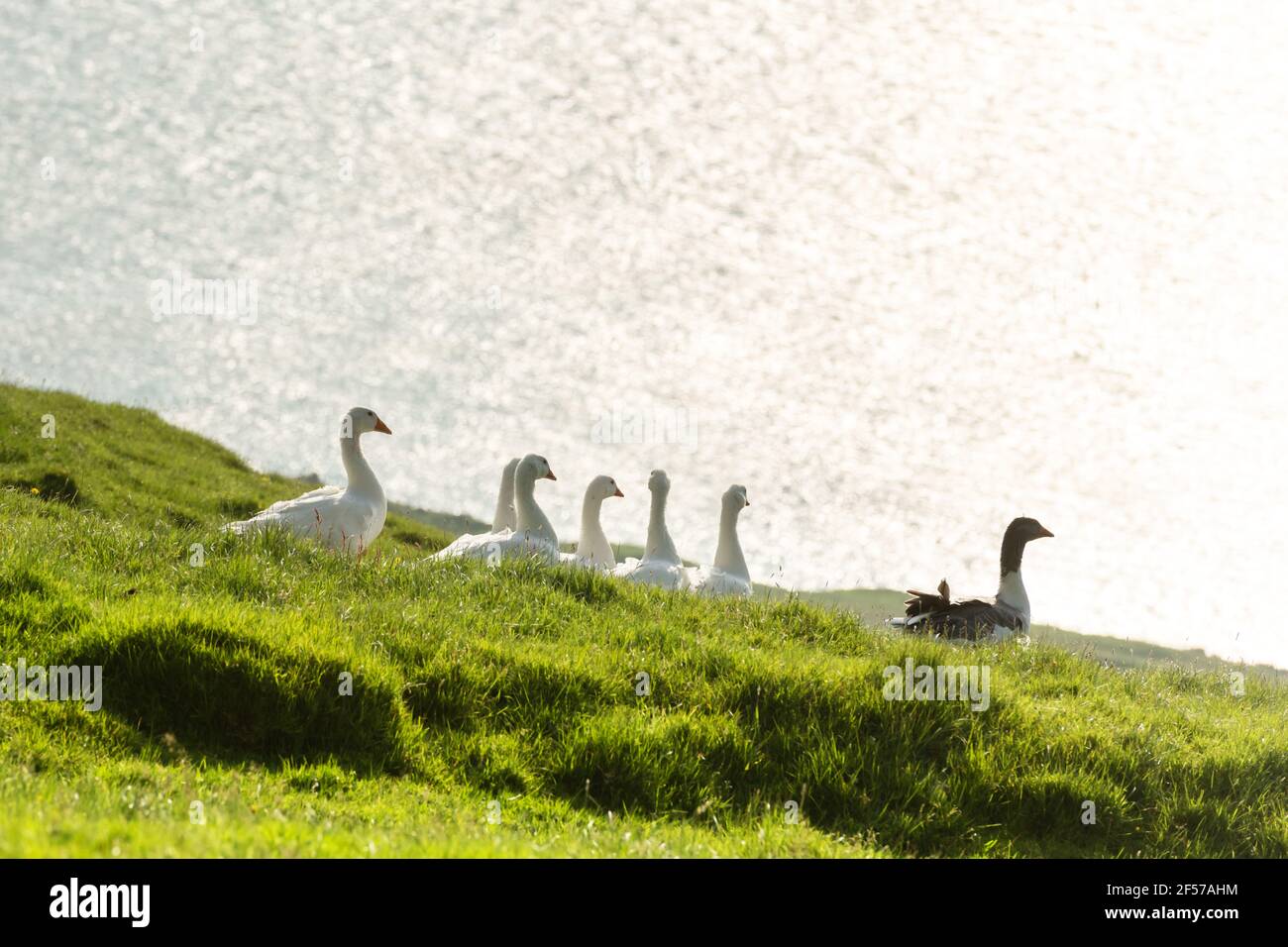 White and gray domestic geese in green grass Stock Photo