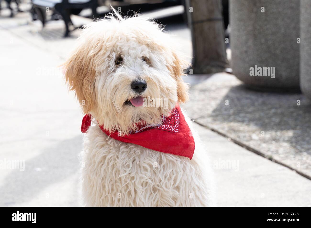 Adorable labradoodle wearing a red scarf says hello. Stock Photo