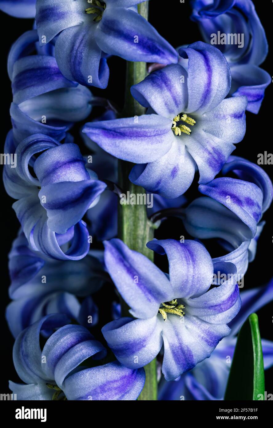 Black And Blue Flowers Background