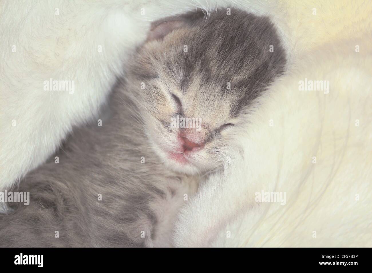 Newborn kitten sleeps with mom. Small striped muzzle of a kitten and part of a white muzzle of an adult cat close-up. Stock Photo