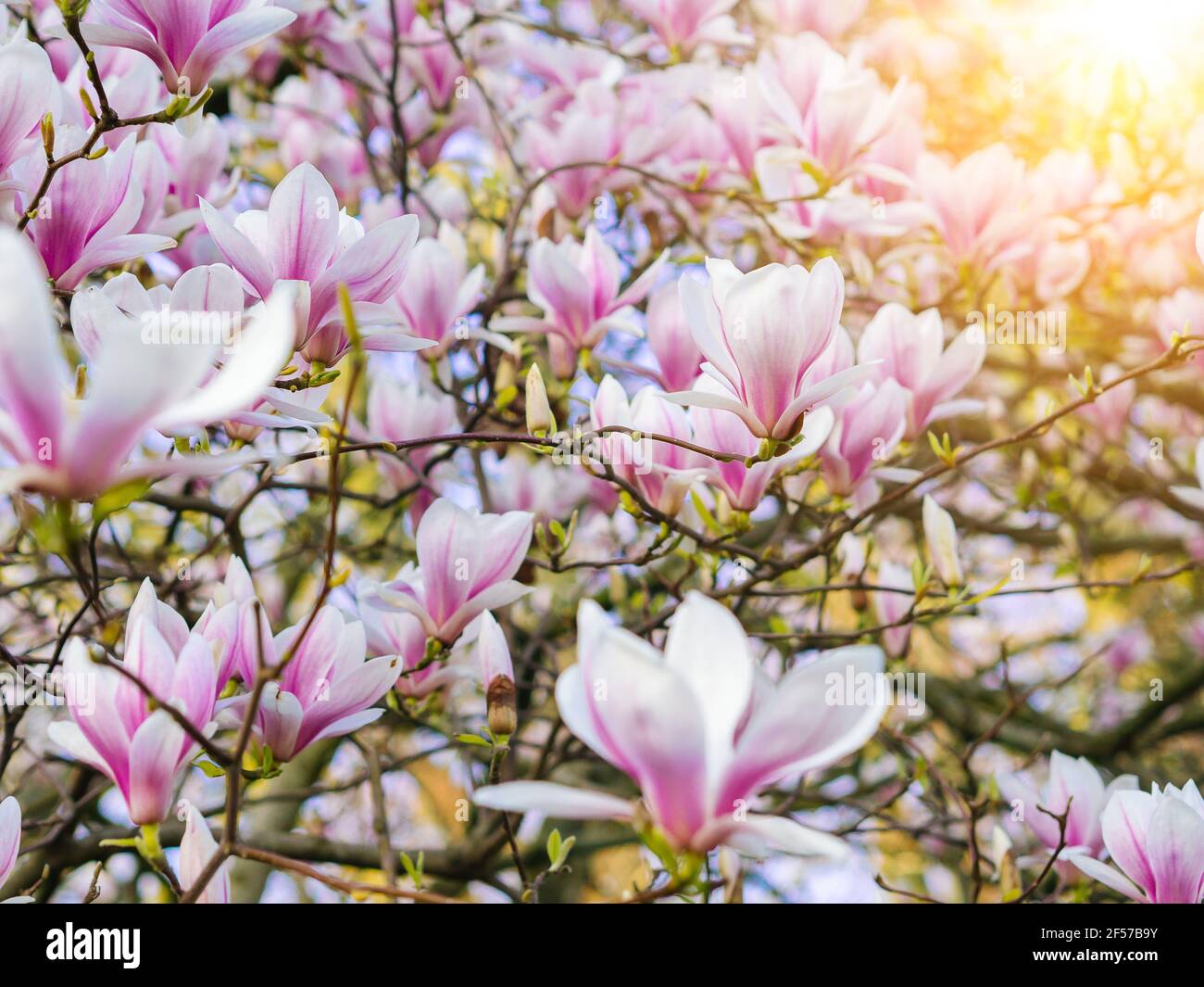 Branch magnolia pink blooming tree flowers in soft light. Purple tender ...