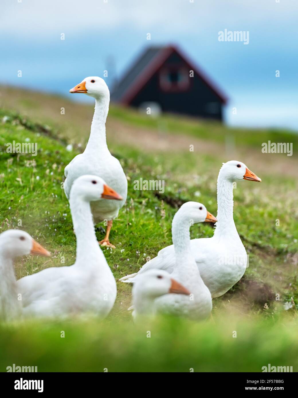 White domestic geese on green grass pasture Stock Photo