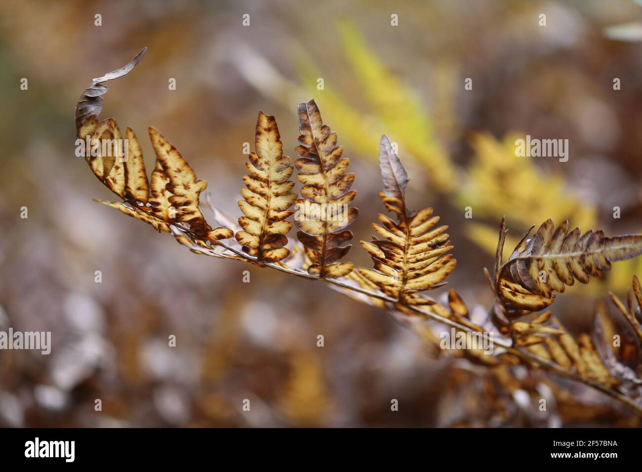 Yellowed fern leaf close-up outdoors in autumn. Golden yellow brown dry fern leaf on a blurred background. Stock Photo