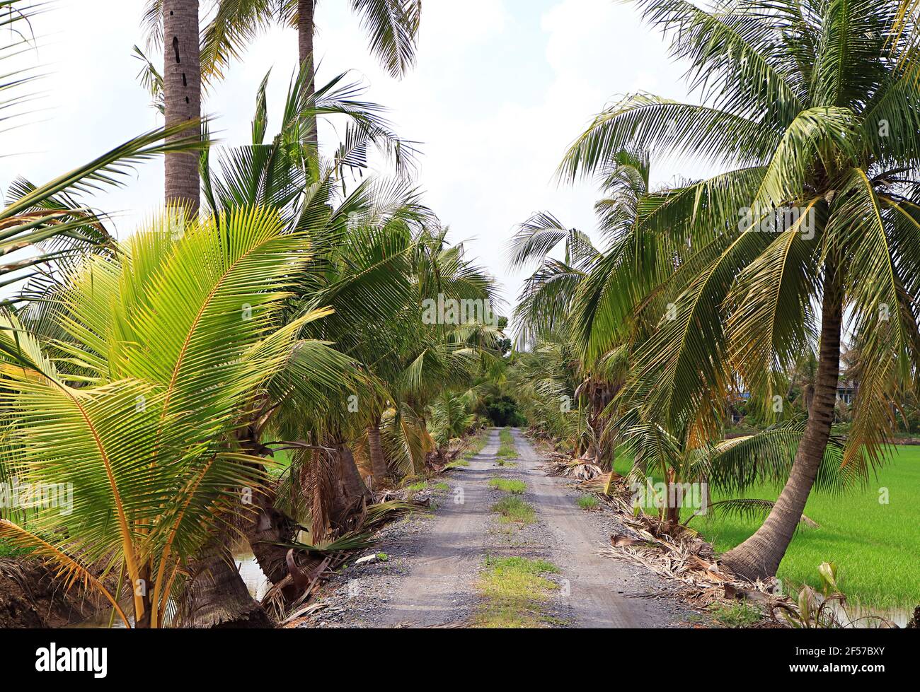 Empty Gravel Path in the Sunlight Among Coconut Palm Trees Stock Photo