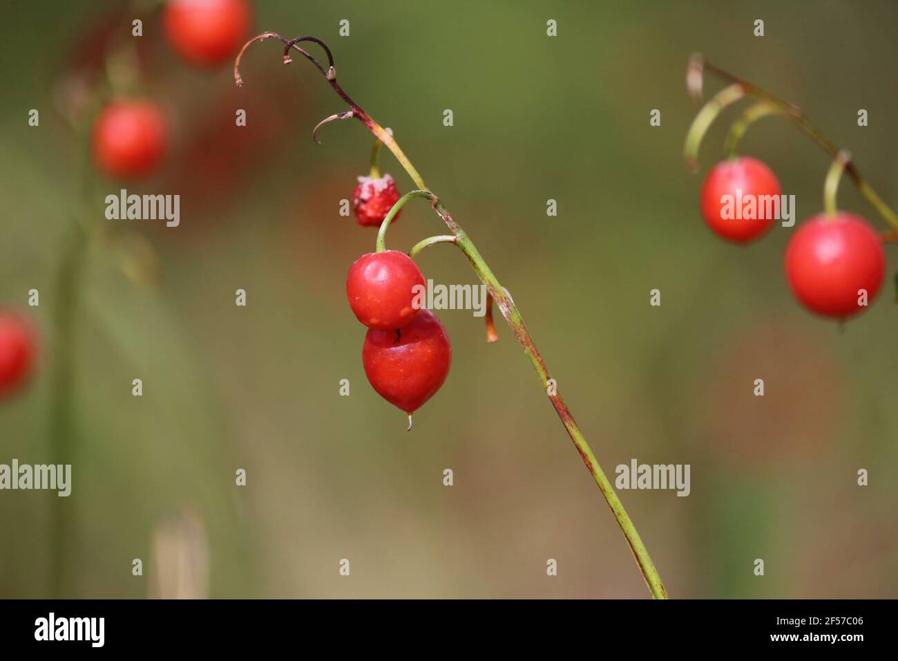 Orange fruit of lily of the valley on a green stem in the forest.  Red berries of lily of the valley on a green background outdoors. Stock Photo