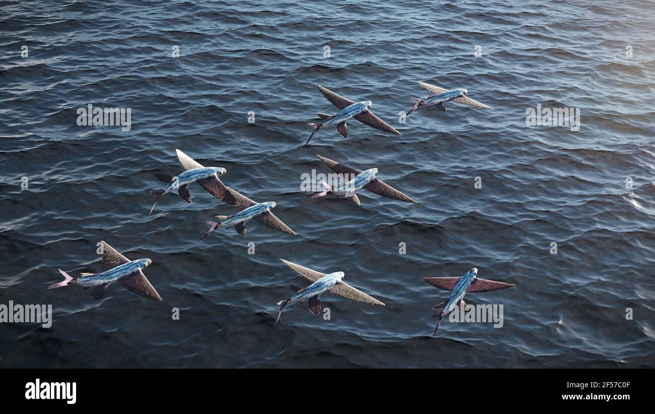 flying fish, school of Exocoetidae Stock Photo Alamy