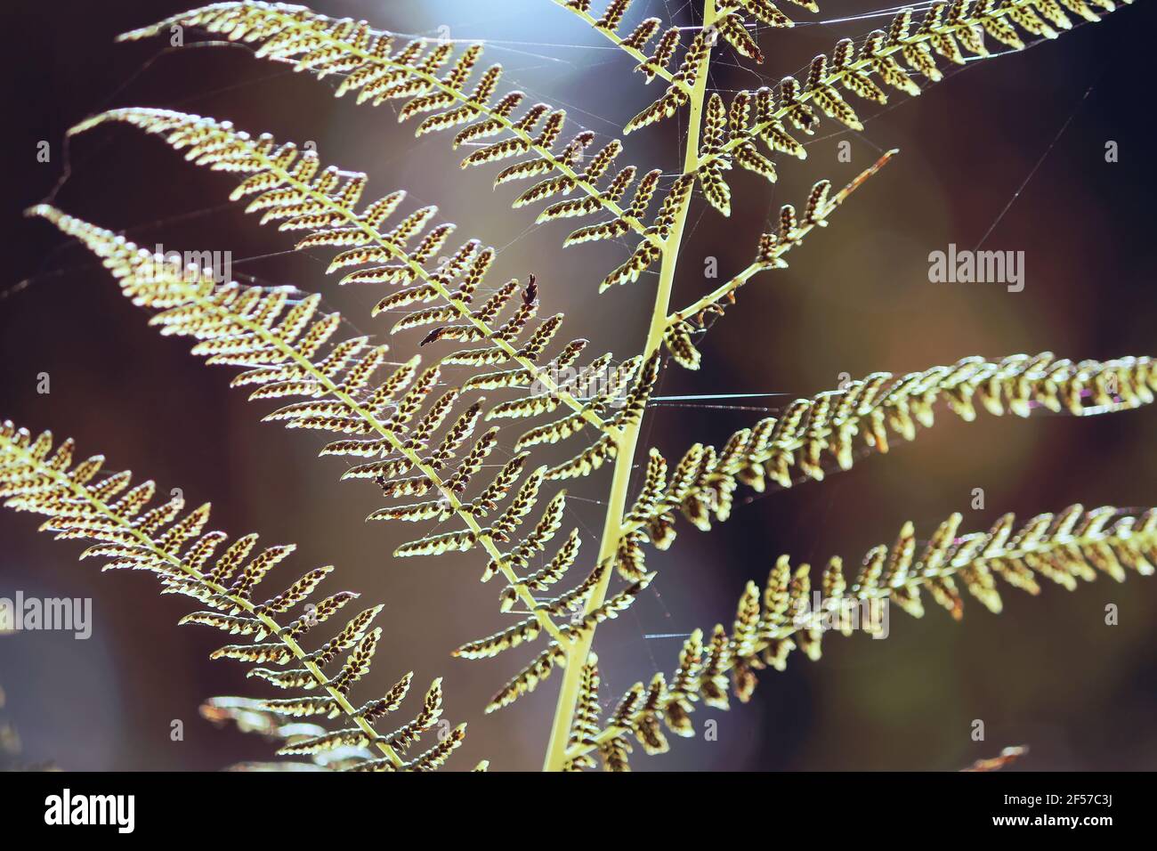 Athyrium filix-femina, lady fern. Yellow green fern leaf with sporangia in sunlight outdoors close-up. Stock Photo