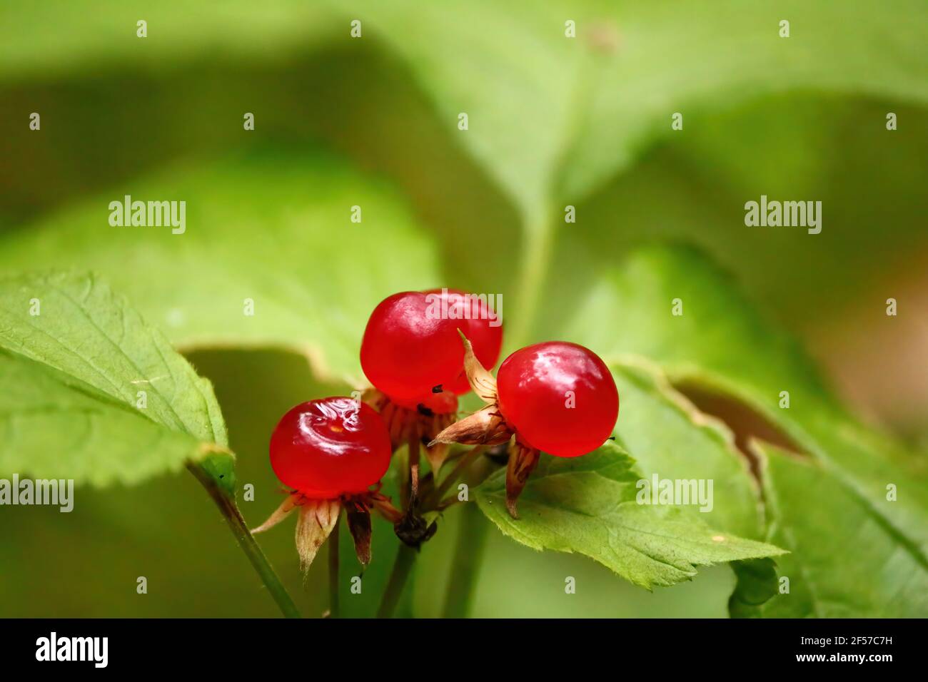 Red berries and green foliage in sunlight outdoors close-up. Stone Bramble, Rubus saxatilis, Steinbeere. Ripe red berries, shining in the sun. Stock Photo