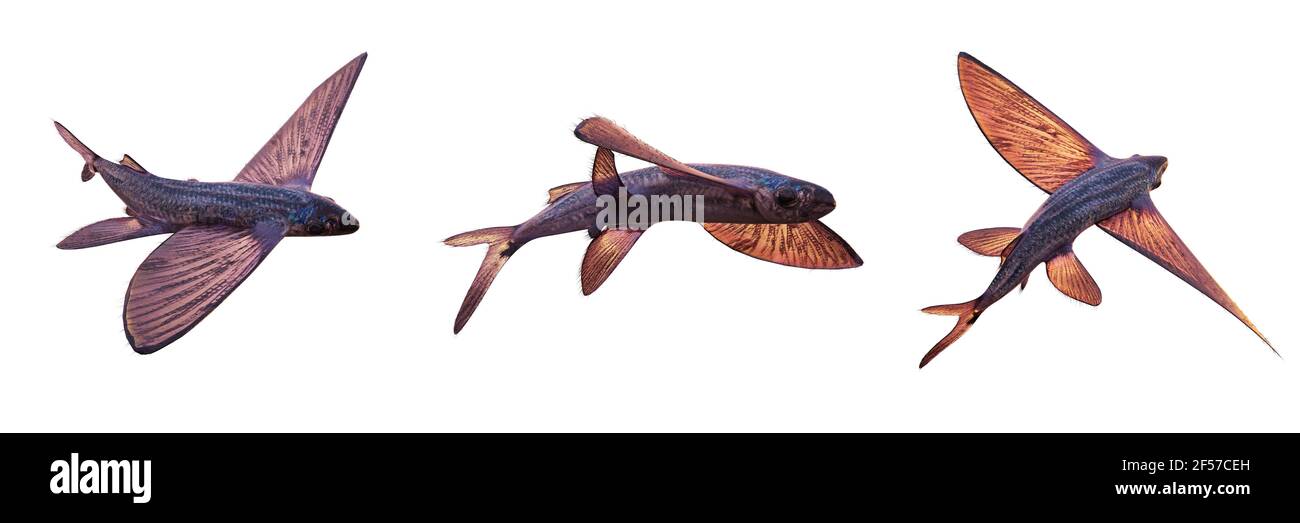 flying fish, set of Exocoetidae isolated on white background Stock Photo