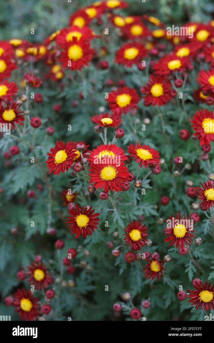 Hardy chrysanthemums High Resolution Stock Photography and Images Alamy