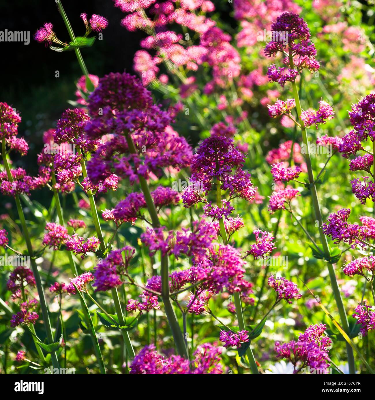 Pink valerians (Valeriana officinalis), blooming in a ray of sunshine in May in the south of France. Stock Photo