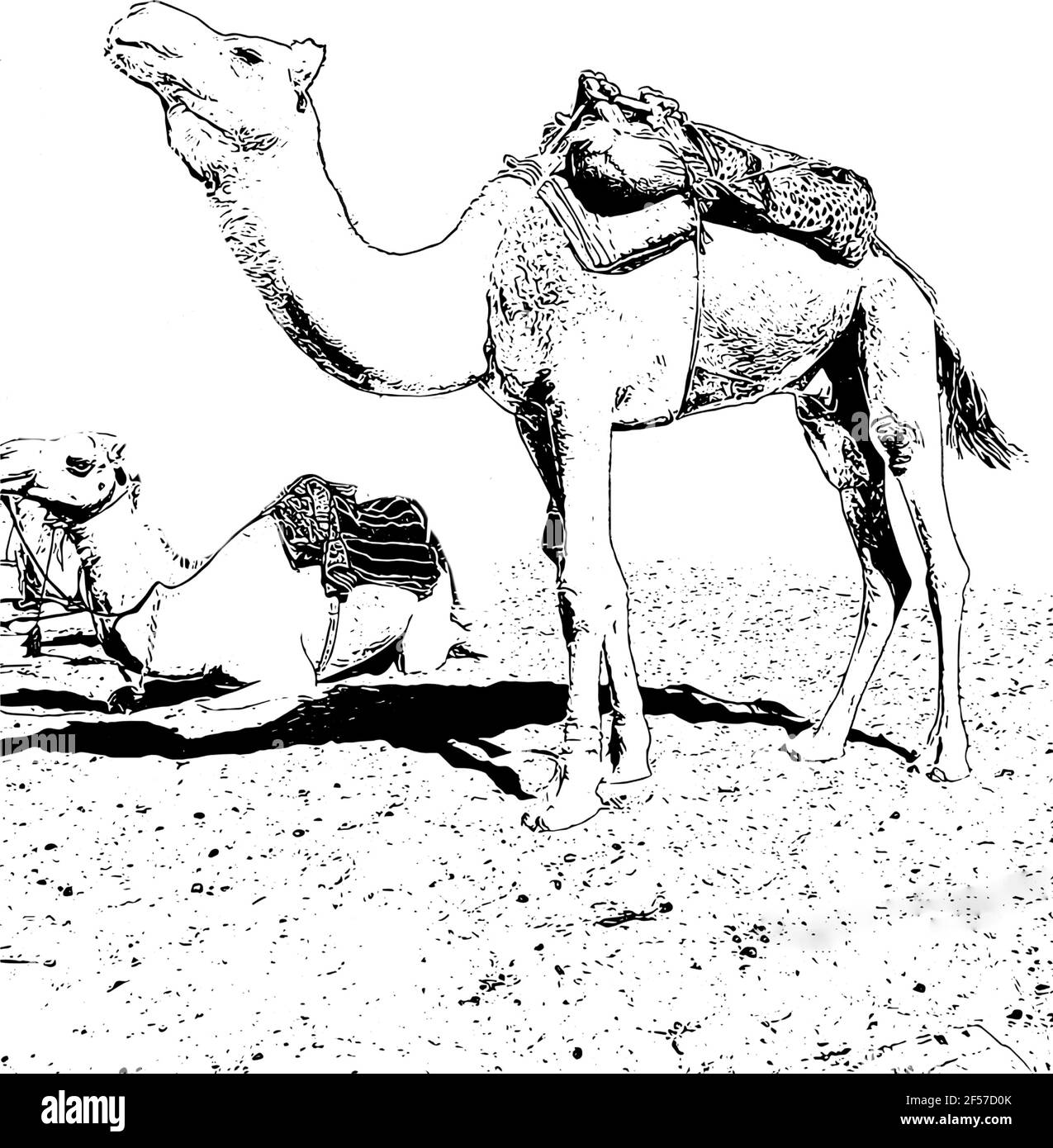 camels feet images clipart