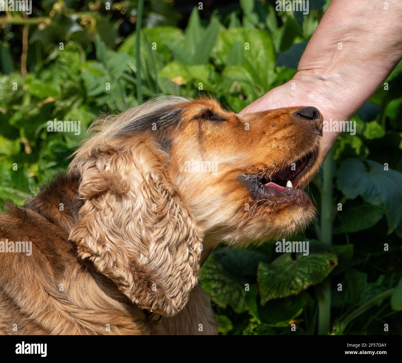 Sable colour English Show Cocker Spaniel being petted or stroked. Stock Photo