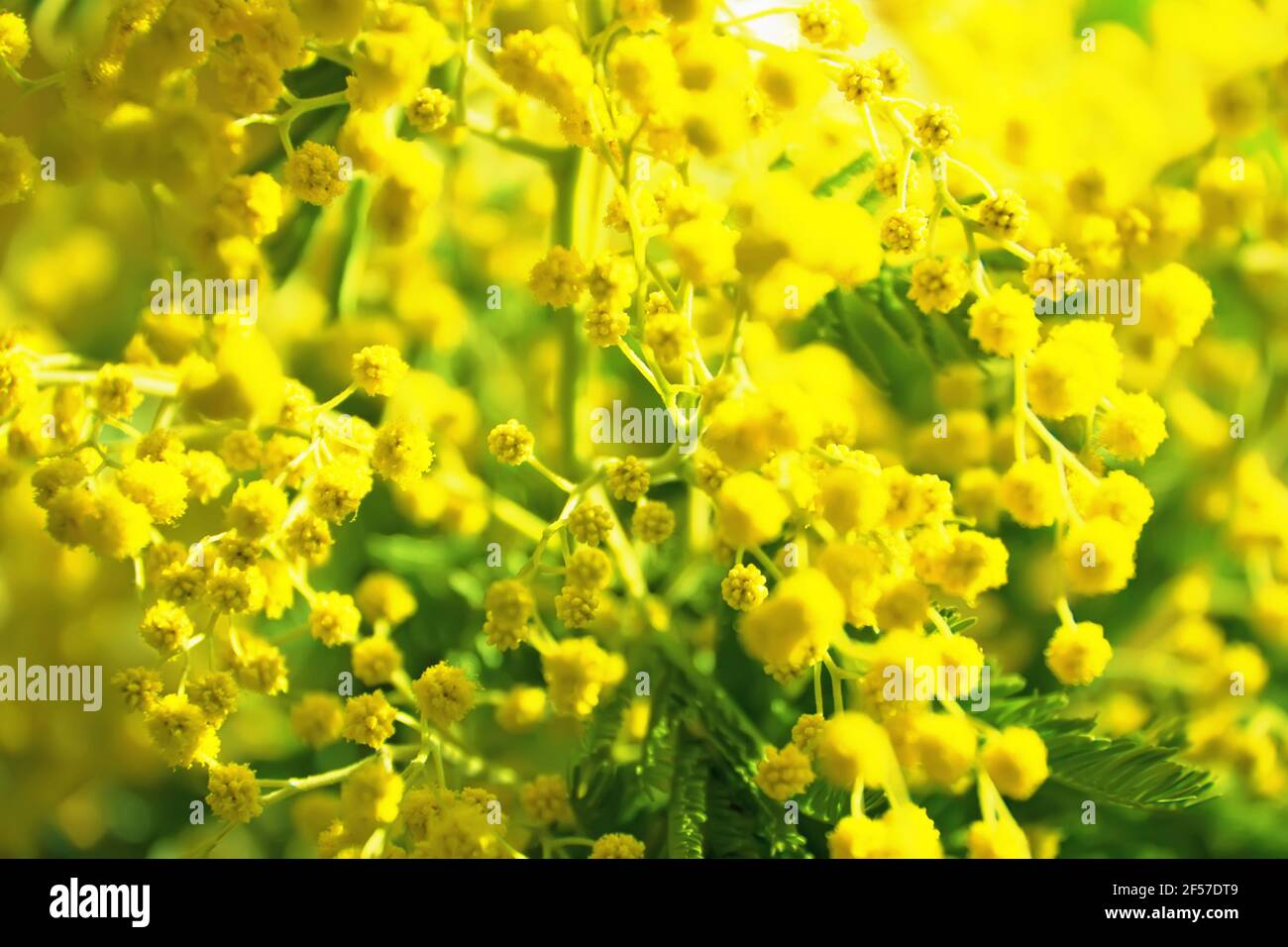 Branches of flowering Mimosa or Acacia dealbata Stock Photo