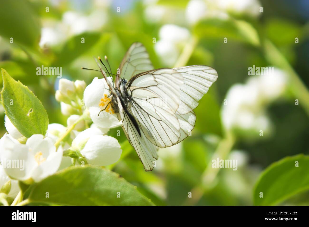 Two small white butterflies in the garden Stock Photo - Alamy