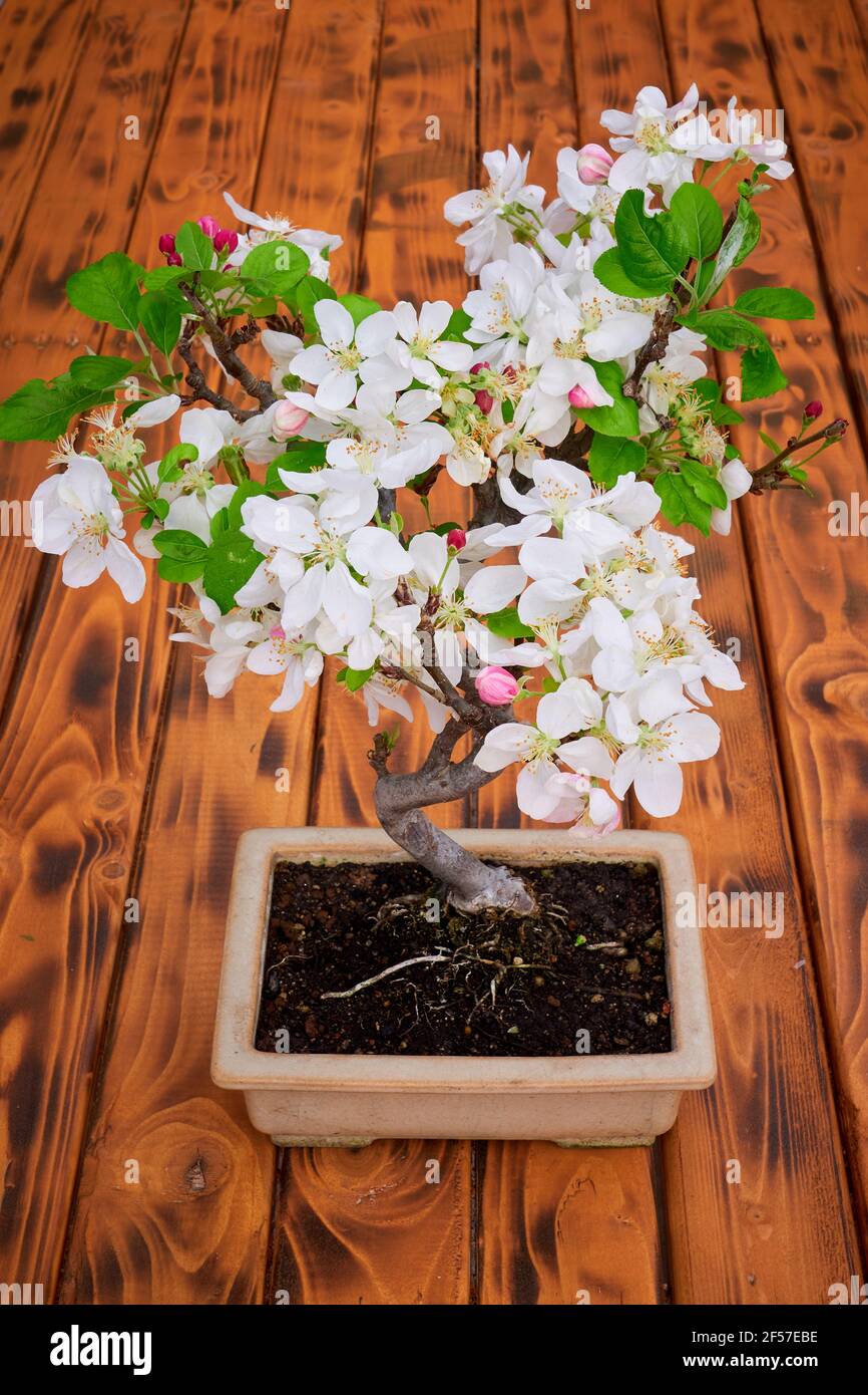Apple Tree Bonsai Blossom (Malus Stock Photo Alamy